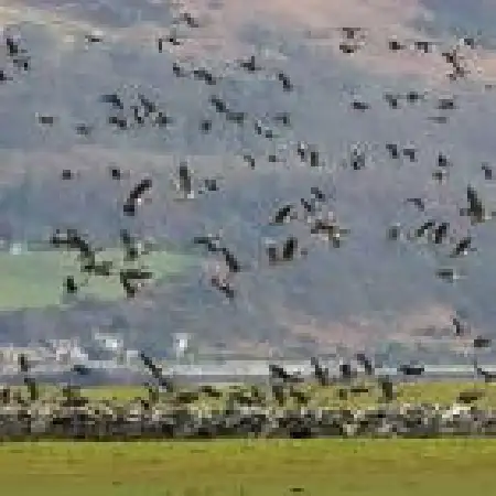 دانلود آلبوم تک اهنگ ها از سیروس برونویس