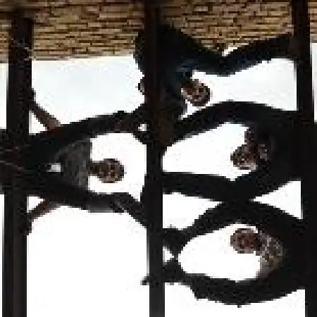 دانلود اهنگ گروه عاحک نیویورک ۱۰۰ سال دیگر